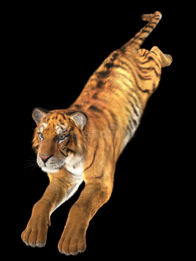 Tigre 3D foto de stock. Imagem de isolado, animal, grande - 36338776