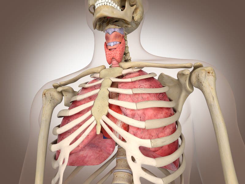 3D que rinde el órgano interno intestinal