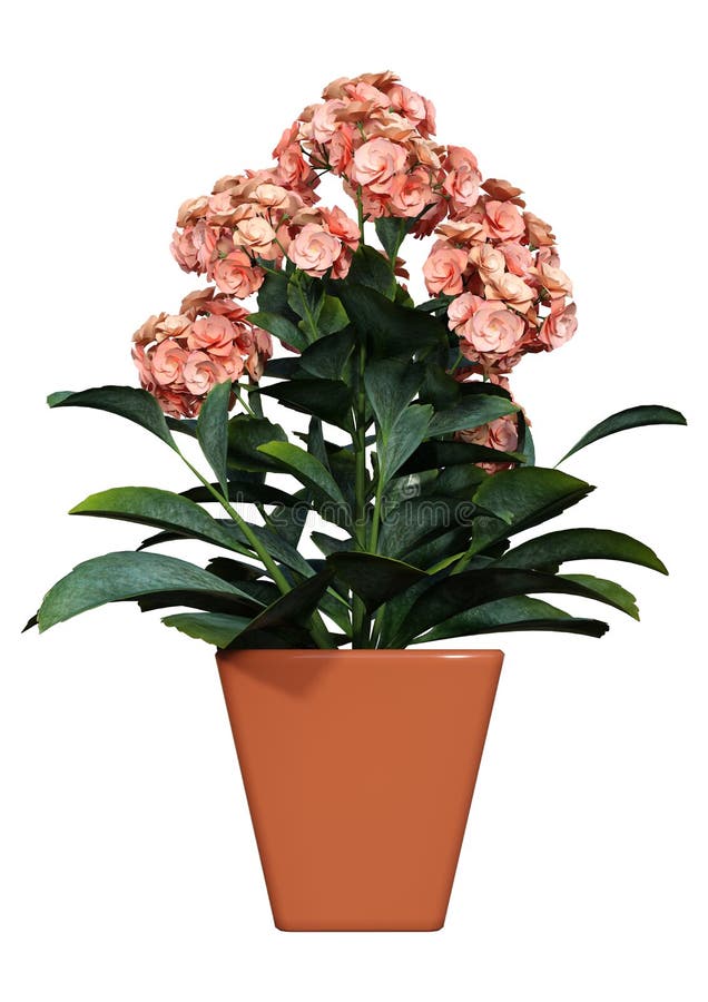 3D que rinde a Katy Flower llameante en blanco imagenes de archivo 3D que rinde a Katy Flower llameante en blanco imagenes de archivo