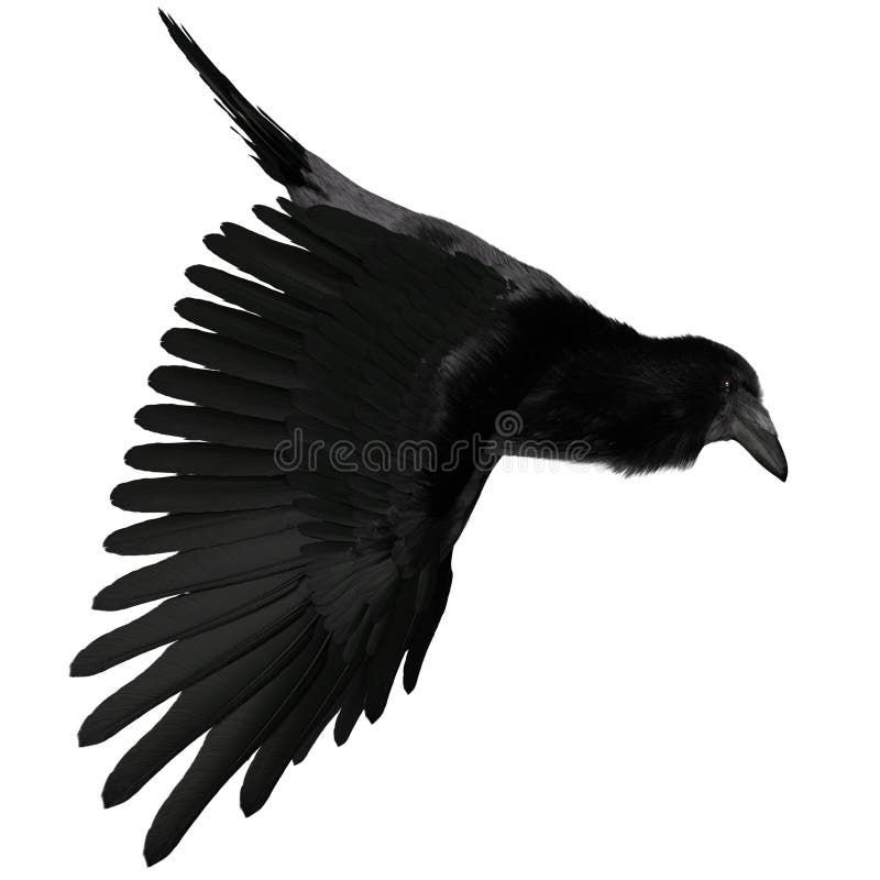 3. d raven negro revuelto aislado sobre fondo blanco libre illustration