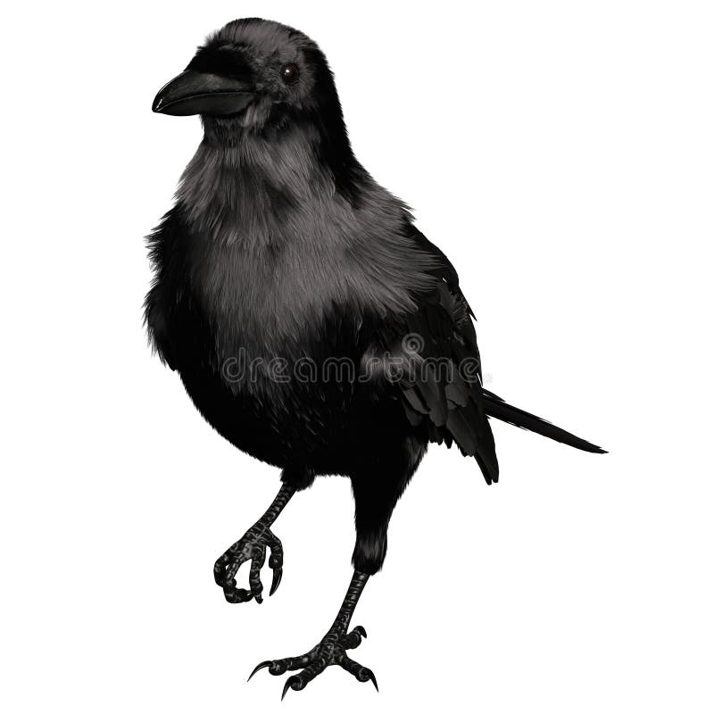 3. d raven negro revuelto aislado sobre fondo blanco ilustración del vector