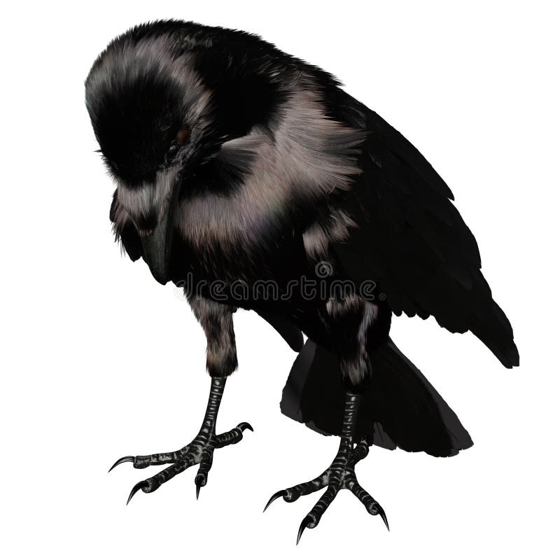 3. d raven negro revuelto aislado sobre fondo blanco ilustración del vector