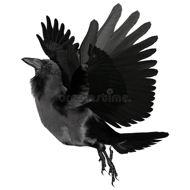3. d raven negro revuelto aislado sobre fondo blanco stock de ilustración