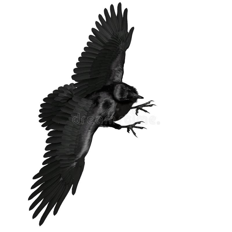 3. d raven negro revuelto aislado sobre fondo blanco ilustración del vector