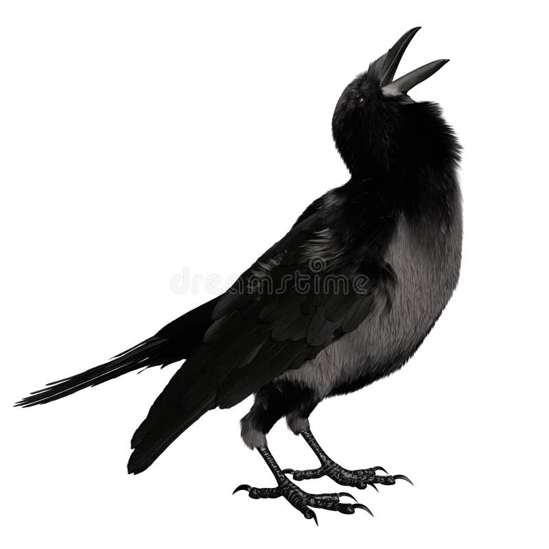 3. d raven negro revuelto aislado sobre fondo blanco libre illustration