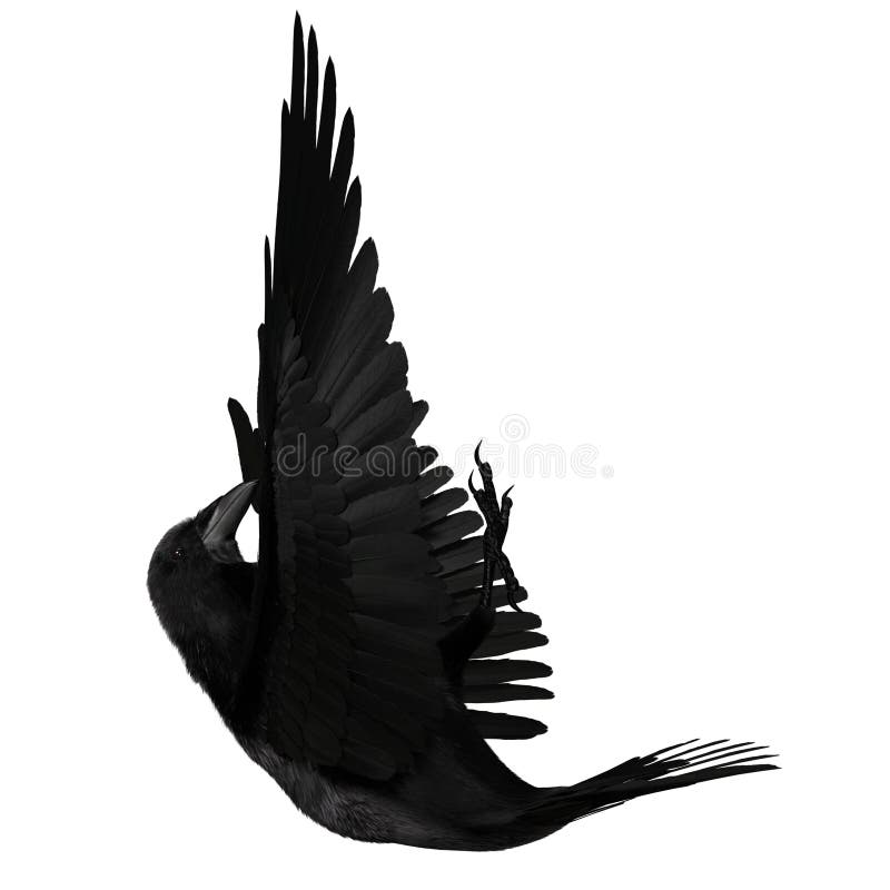 3. d raven negro revuelto aislado sobre fondo blanco stock de ilustración