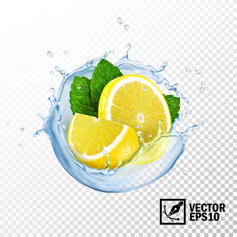 3d realistic isolated vector slices lemon and fresh mint leaves in a splash of water or tea with drops. Juice splash logo vectors