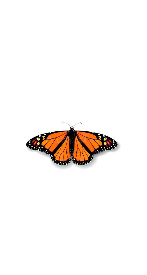 Butterfly Danaida Monarch Stock Illustrations – 17 Butterfly Danaida ...