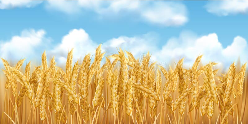 3D realistic vector gold wheat field and blue sky with clowds