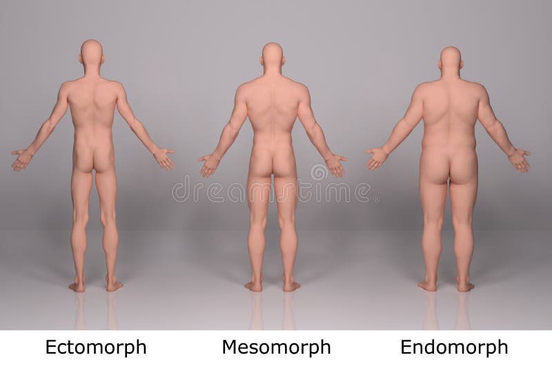 3D rendem: ilustração do tipo de corpo masculino ilustração royalty free 3D rendem: ilustração do tipo de corpo masculino ilustração royalty free
