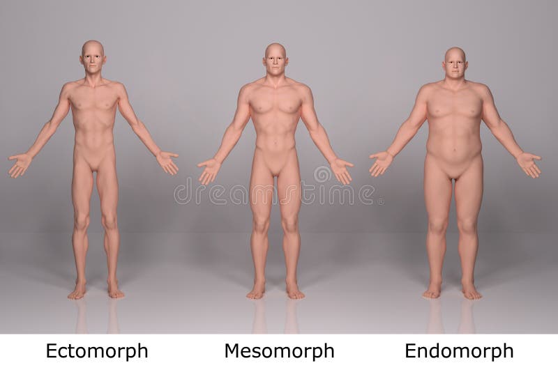 3D rendem: ilustração do tipo de corpo masculino, parte anterior ilustração do vetor 3D rendem: ilustração do tipo de corpo masculino, parte anterior ilustração do vetor