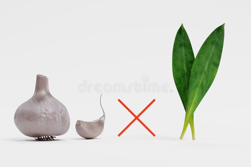 Classic Garlic Vs Wild Garlic Stock Photo Image of food, healthy