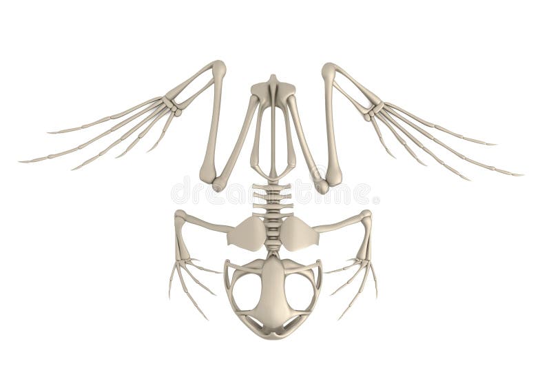 3d Render Of Frog Skeleton Stock Illustration Illustration Of Lizard 40136141
