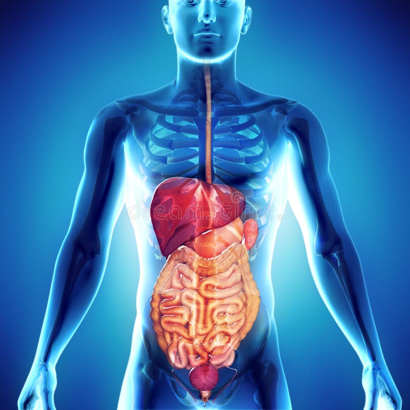 3d render of gastric system human body illustration royalty free illustration 3d render of gastric system human body illustration royalty free illustration