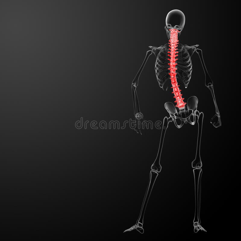 3d Render Human Spine Anatomy Stock Illustration Illustration of