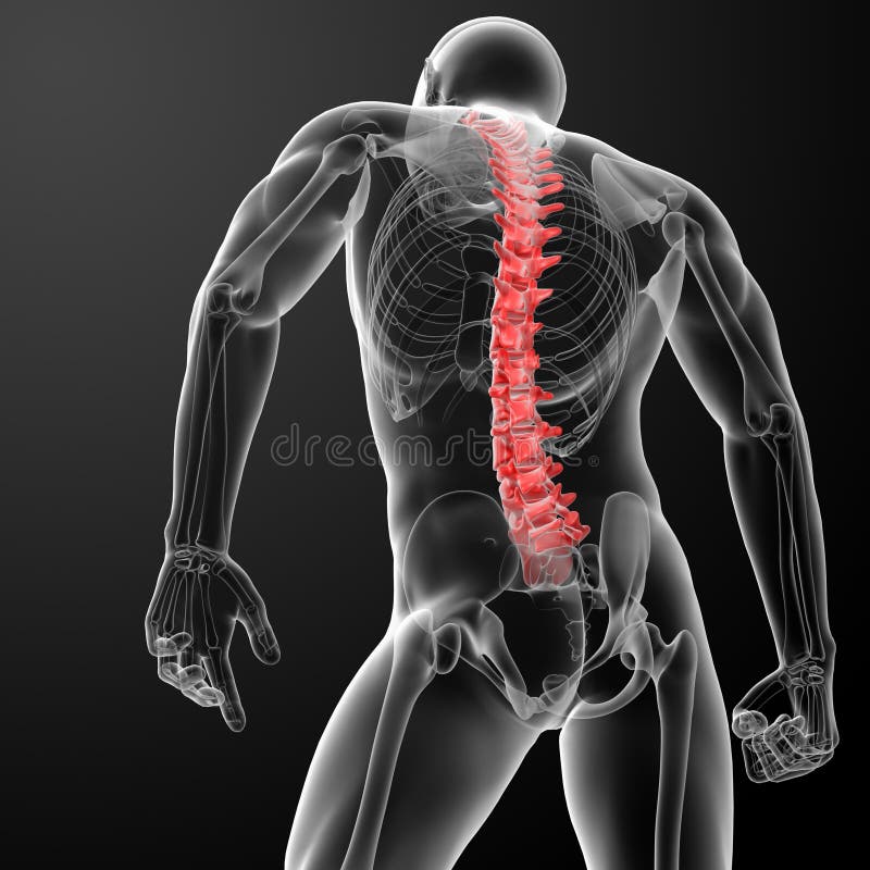 3d Render Human Spine Anatomy Stock Illustration Image 38779756