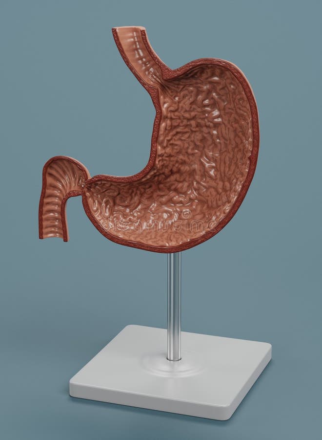 3D Render of Human Stomach Model Stock Illustration - Illustration of