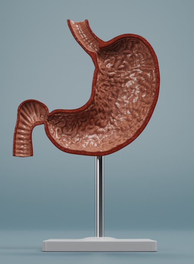 3D Render of Human Stomach Model Stock Illustration - Illustration of