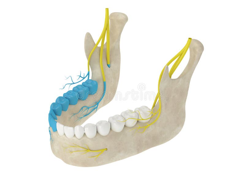 File:Mandibular Nerve.jpg - Wikimedia Commons