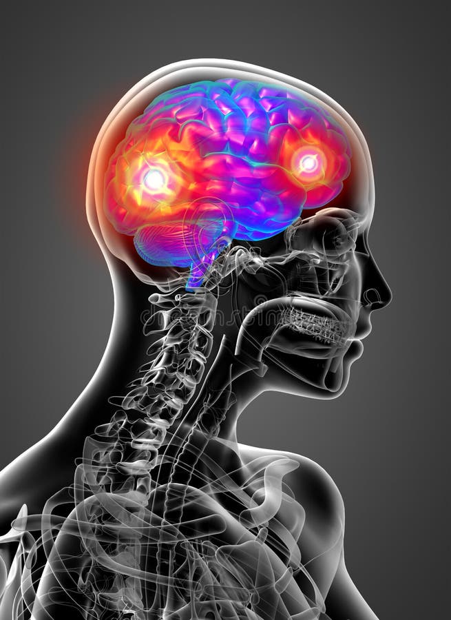 3d render medical illustration of the human brain stock illustration