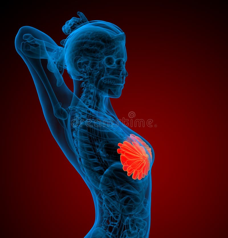 3d render medical illustration of the human breast stock illustration