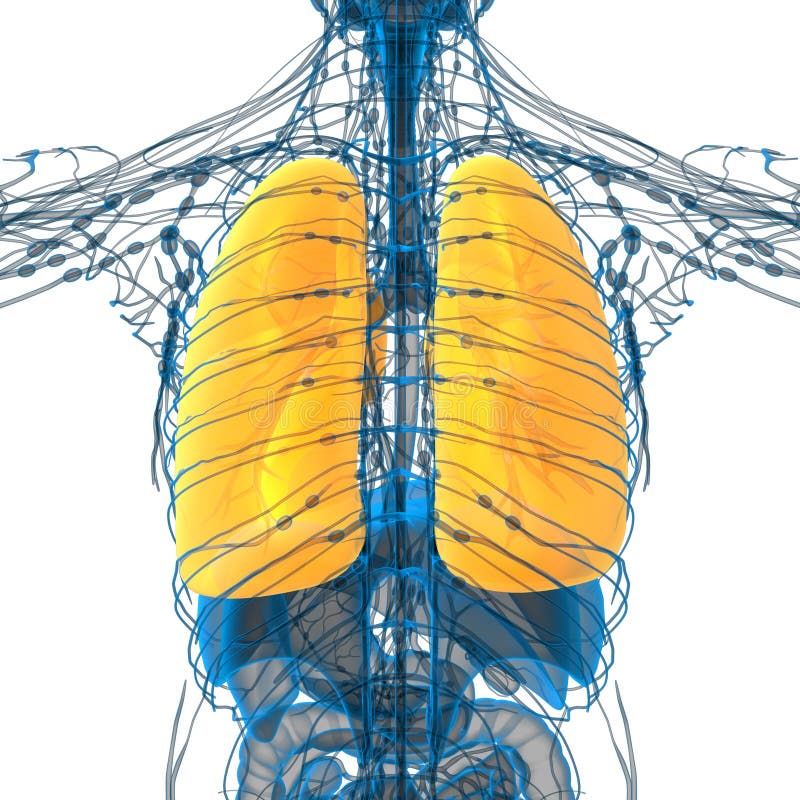 3d render medical illustration of the lung vector illustration