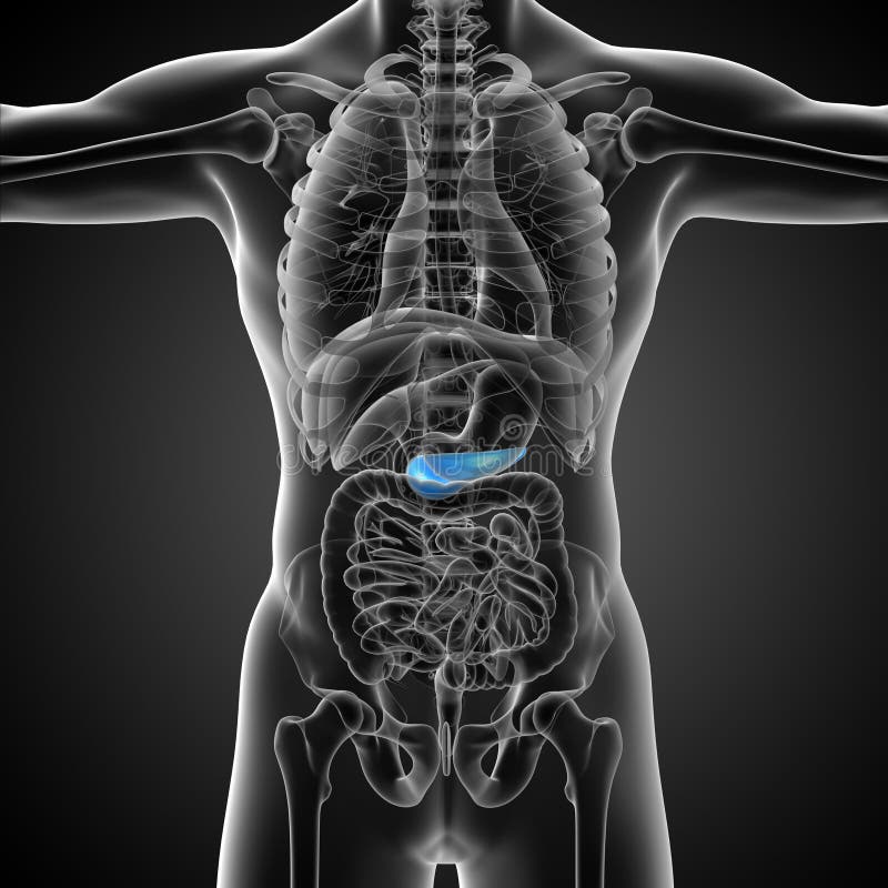 3d Render Medical Illustration of the Pancrease Stock Illustration ...