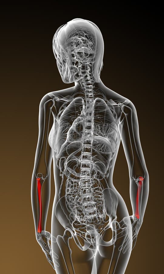 3d render medical illustration of the radius bone vector illustration