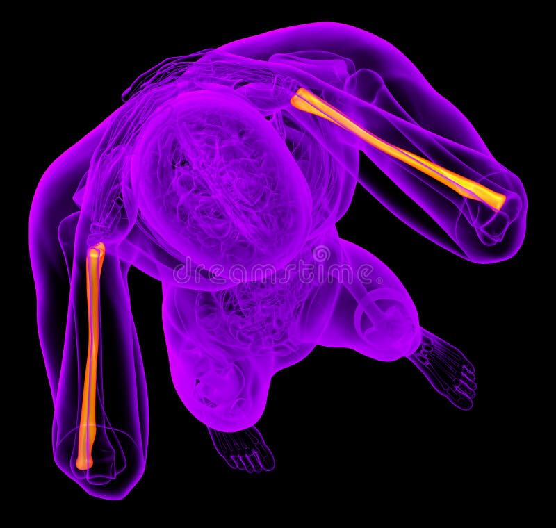 3d render medical illustration of the radius bone stock illustration