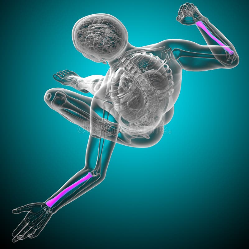 3d render medical illustration of the radius bone royalty free illustration