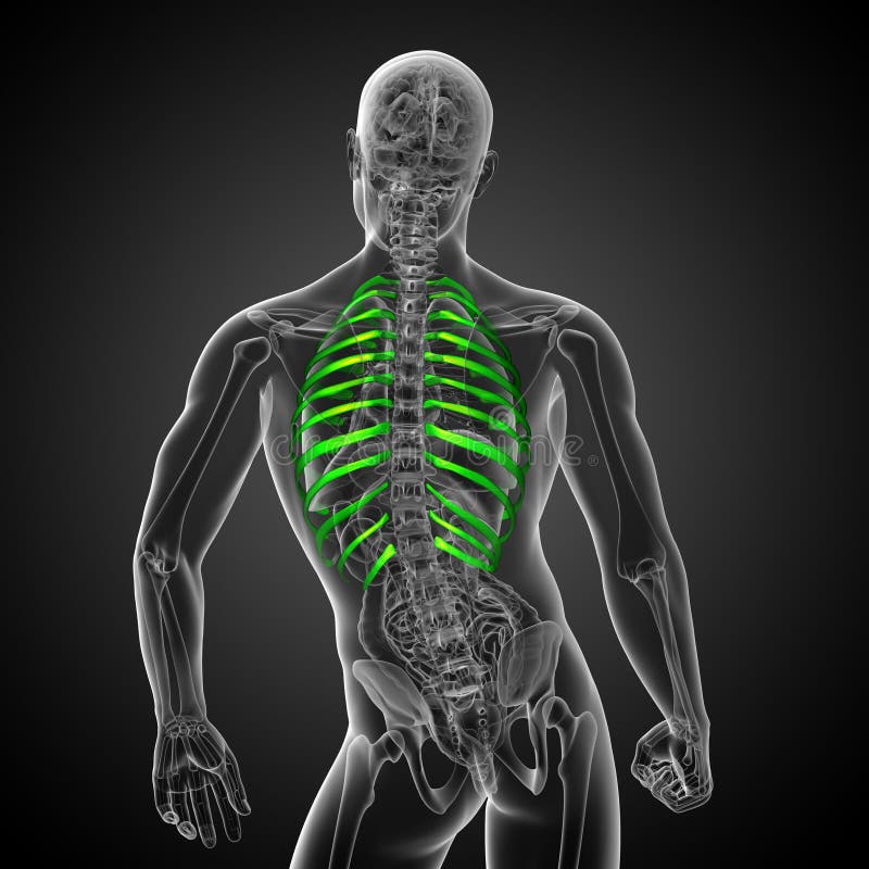 Lungs And Rib Cage Posterior View Stock Illustration ...