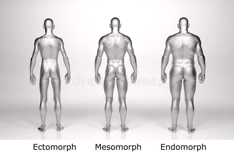 3D Render : Standing Female Body Type Illustration : Ectomorph Skinny Type,  Mesomorph Muscular Type, Endomorphheavy Weight Ty Stock Illustration -  Illustration of muscular, appearance: 235236612