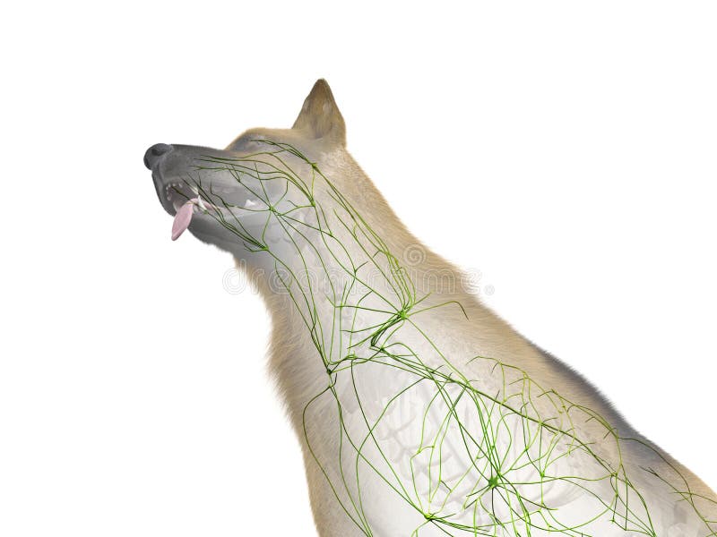 The Canine Lymphatic System Stock Illustration - Illustration of lymph