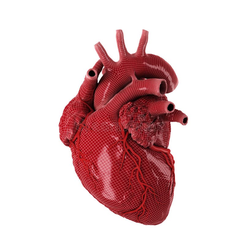 wallpapers Human Heart Copyright Free Images 74 251 human heart photos free