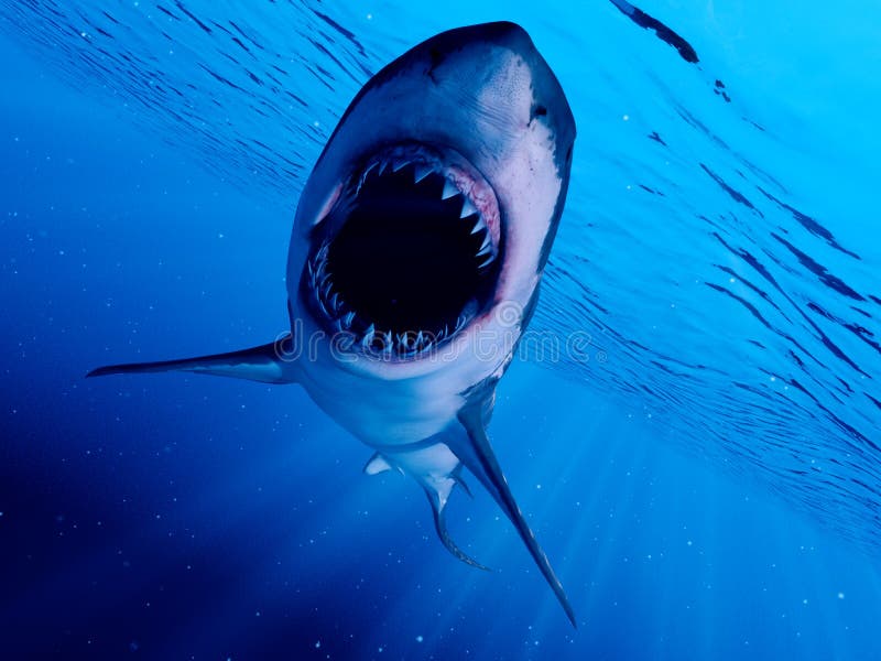A great white shark royalty free illustration