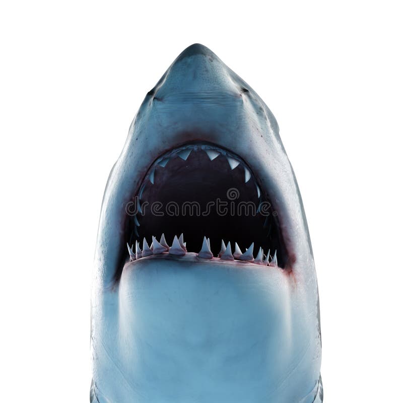 A great white shark