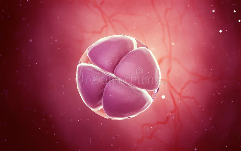 a 4 cell stage egg cell