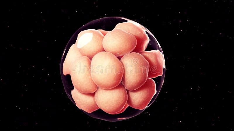 16 cell stage embryo stock illustration