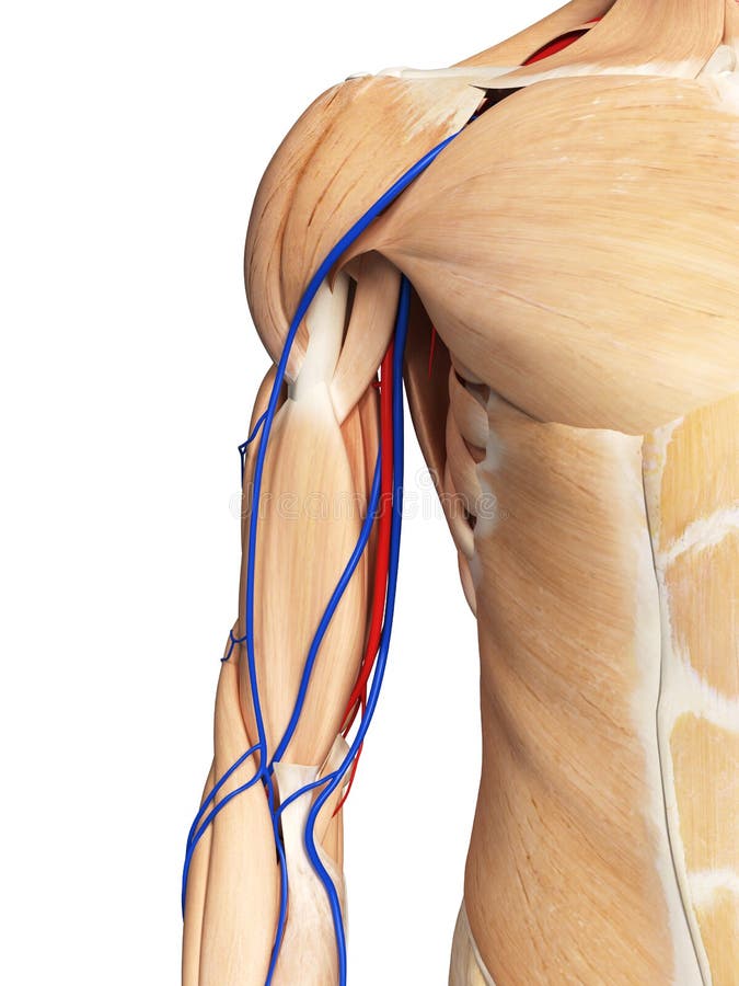 The arm anatomy stock illustration. Illustration of vascular - 101197247