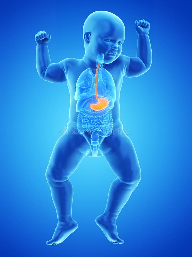 The stomach of a baby stock illustration. Illustration of medical