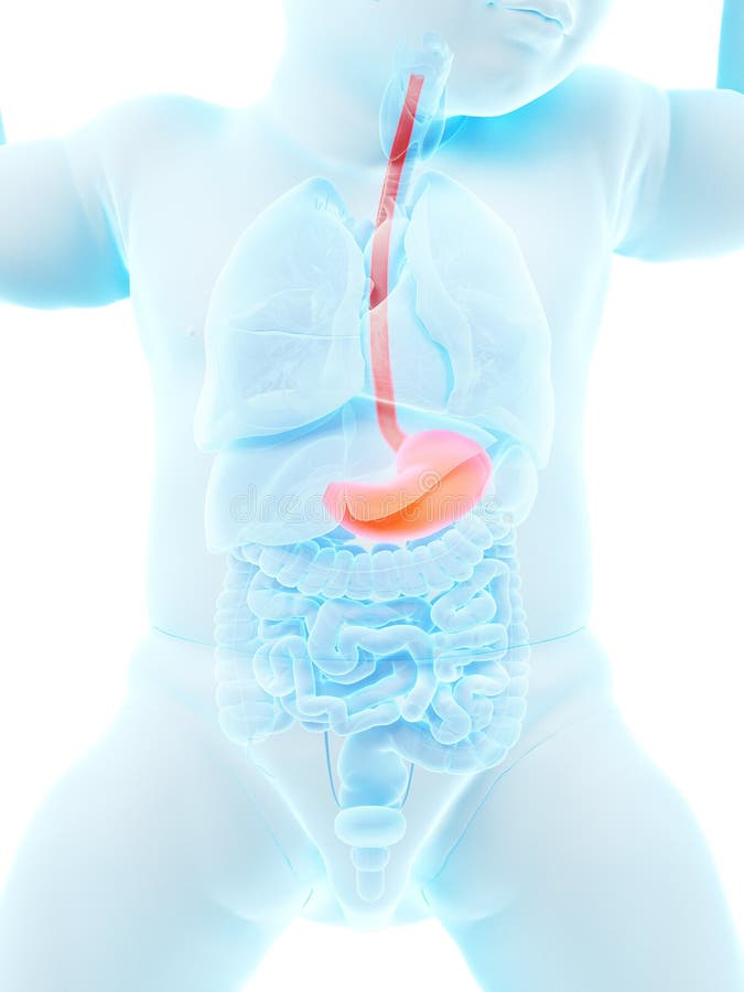 The stomach of a baby stock illustration. Illustration of body - 39788791