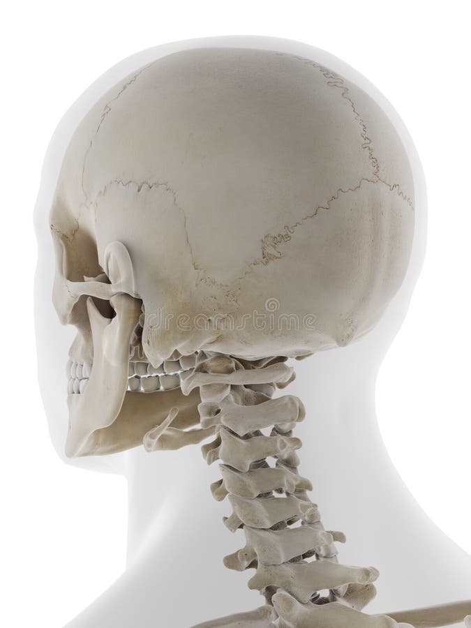 The back of the skull stock illustration. Illustration of rendering