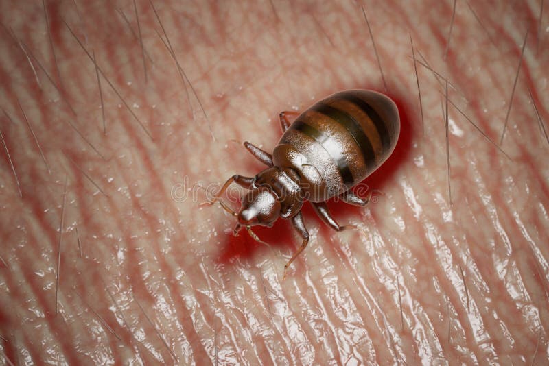A bed bug stock illustration. Illustration of skin, male