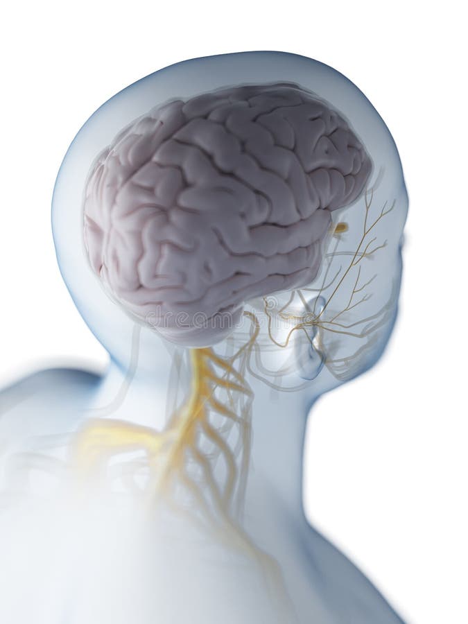 Brain intelligence overview