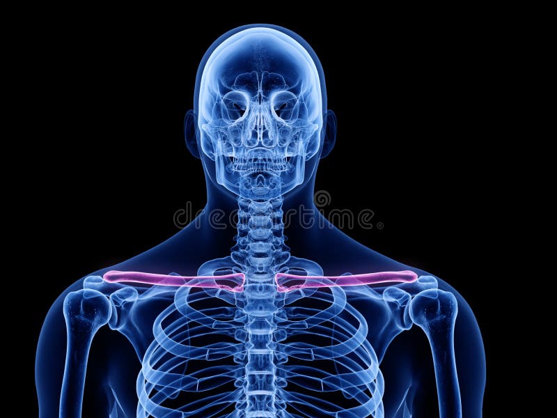 Clavicle bone or collarbone close-up with body 3D rendering illustration  isolated on white with copy space. Human skeleton and shoulder girdle  anatomy, medical diagram, skeletal system concepts. Stock Illustration