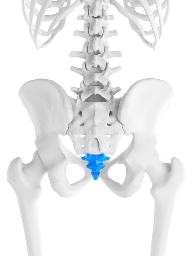 d-rendered-medically-accurate-illustration-coccyx-coccyx-101265704.jpg