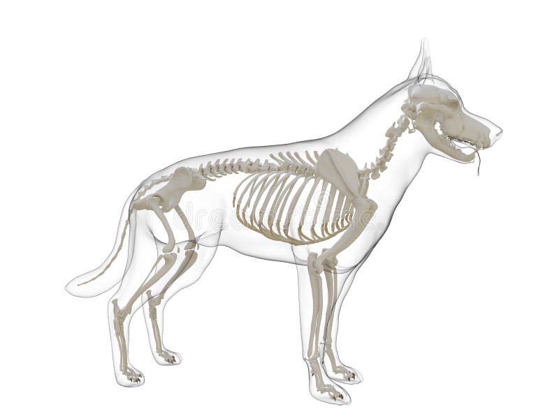 Dog Skeleton Stock Illustrations – 7,350 Dog Skeleton Stock Illustrations,  Vectors & Clipart - Dreamstime