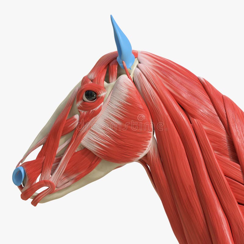 Horse Anatomy Head