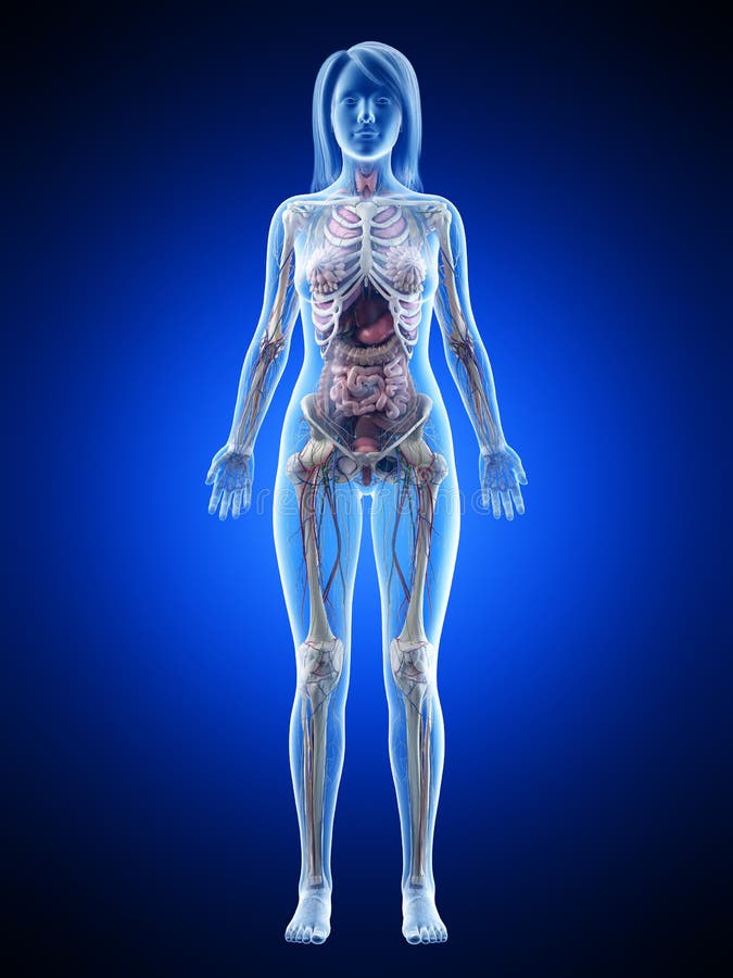 Female Lower Back Anatomy Internal Organs / Female Lower Back Anatomy