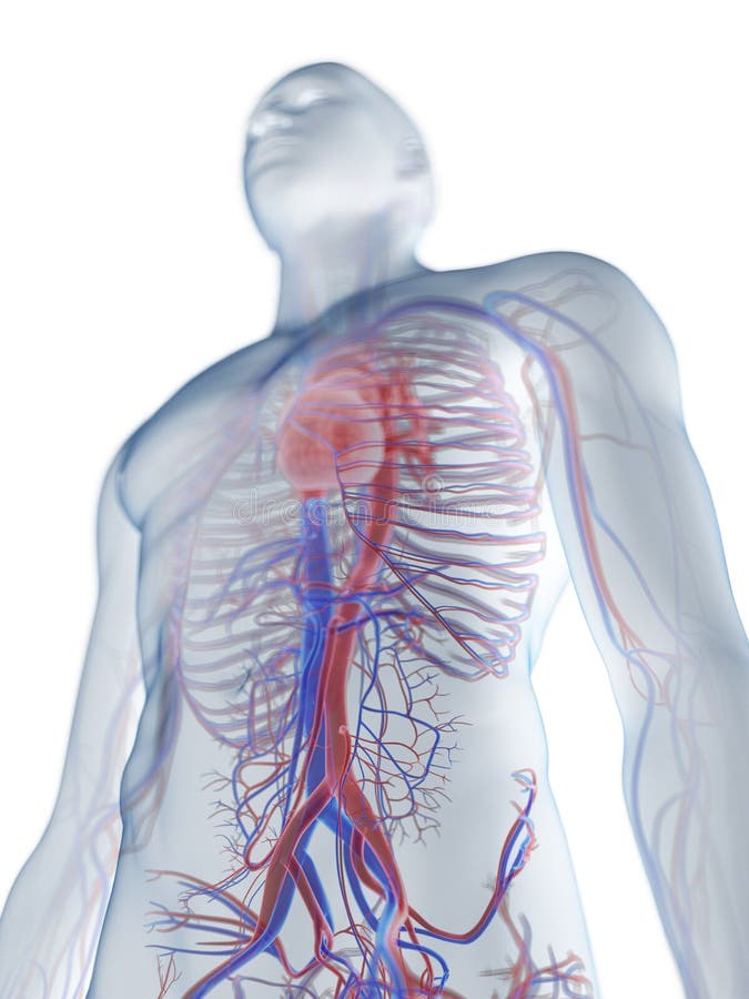 The Heart and Vascular System Stock Illustration Illustration of biology, medically 137358993